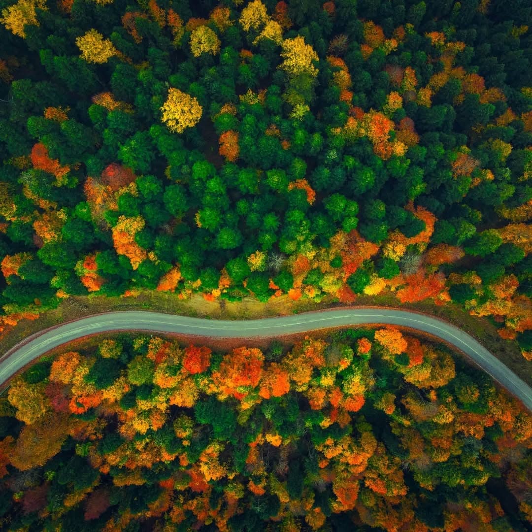 Sonbaharın Altın Renkleri 🍂🍂🍂🍁🍁🍁🌲🌲🌲🌳🌳🌳☘️🍀☘️🌿