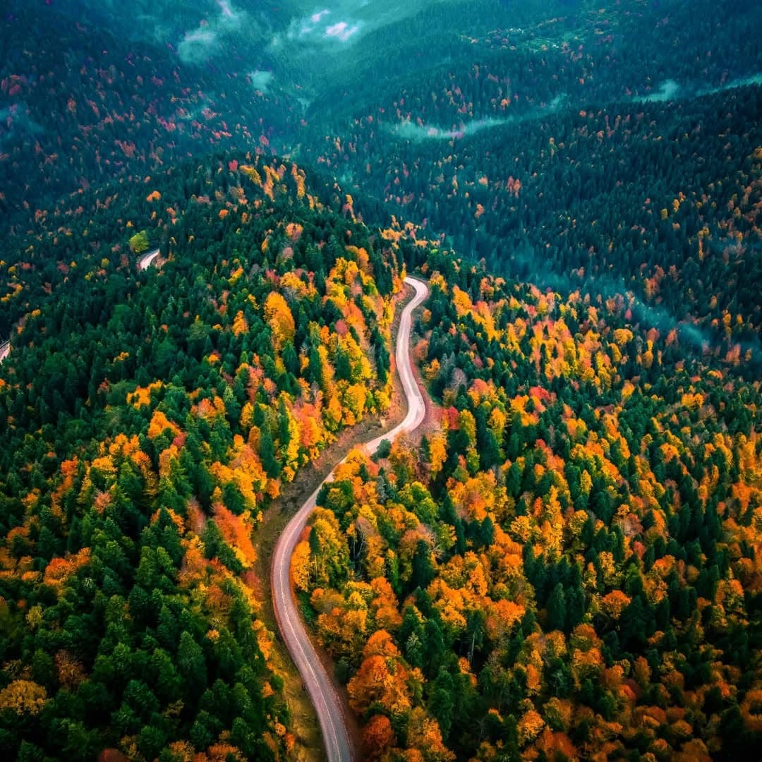 🍂🍁🌲☘️☘️🍀🌳🌳🍀☘️🌿🍁🍂